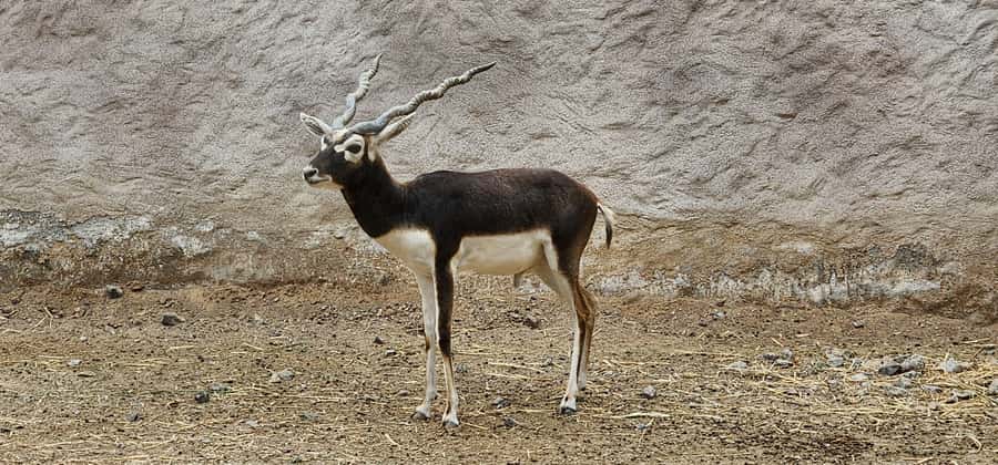 Safari World Zoo and Wahiba Sands with Sunset - Practical tips for a smoother day