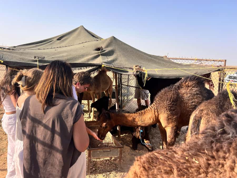 Salalah: Sunset Desert Safari - Rub Al Khali - Empty Quarter - Key points at a glance