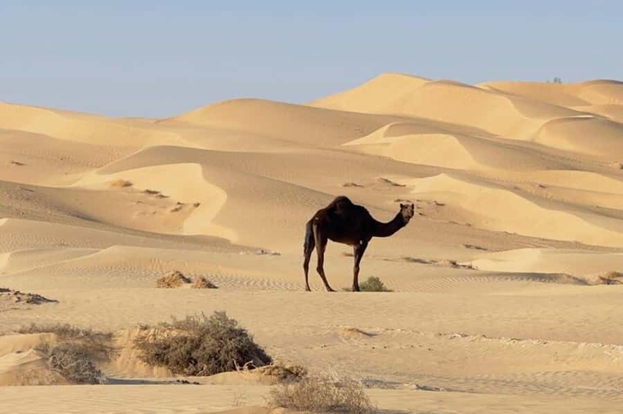 Salalah: Sunset desert safari tour in salalah(private tour) - FAQ
