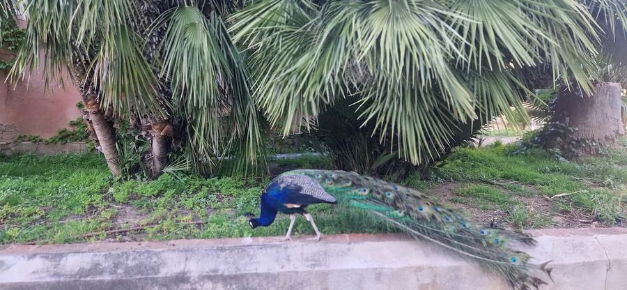 Salou safari: Park Samá with 1 vermouth tasting&hotel Pickup - The vermouth stop at the park bar