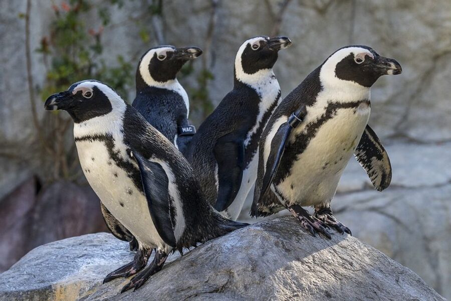 San Diego Zoo and Safari Park: 2-Day Entry Ticket - Who will get the most from this ticket