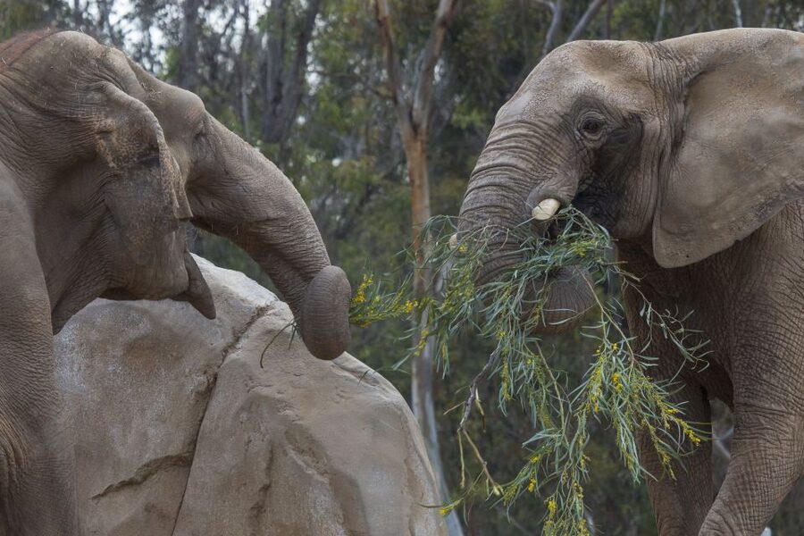 San Diego Zoo and Safari Park: 2-Day Entry Ticket - A special word about Panda Ridge