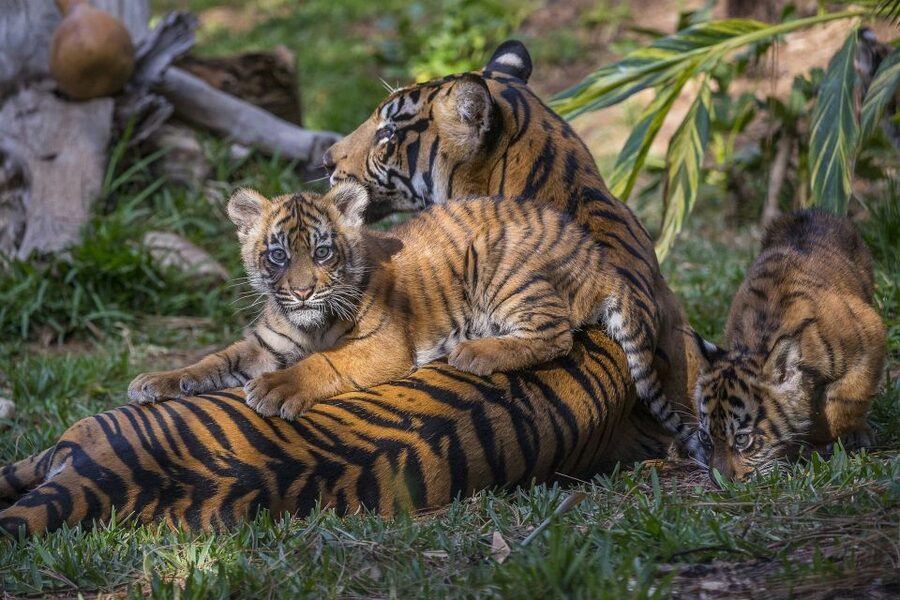 San Diego Zoo and Safari Park: 2-Day Entry Ticket - Day two at the San Diego Zoo Safari Park