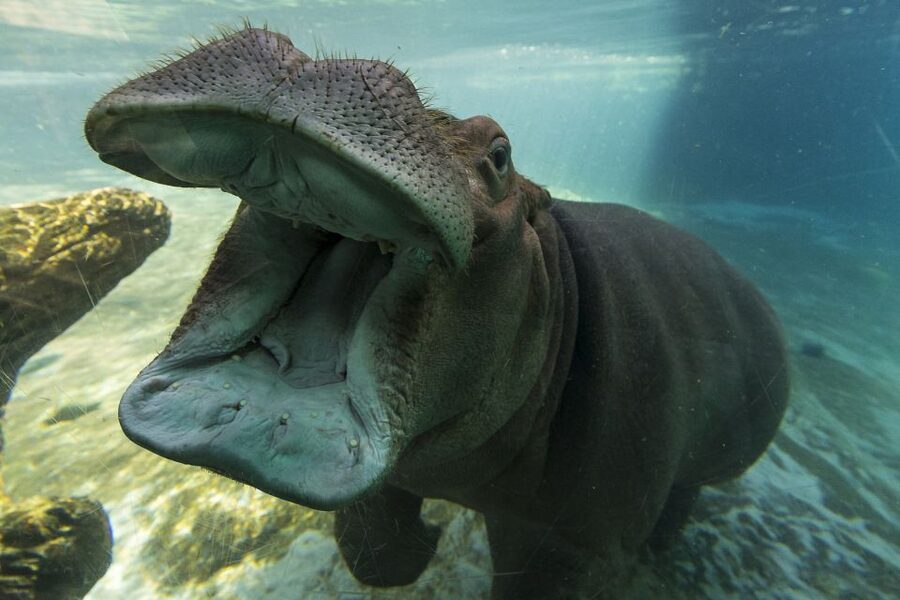 San Diego Zoo and Safari Park: 2-Day Entry Ticket - Tigers, rhinos, elephants, and lions