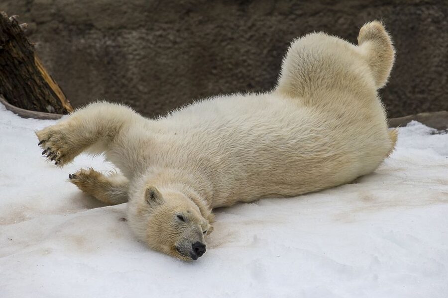 San Diego Zoo and Safari Park: 2-Day Entry Ticket - Practical planning for a smoother visit