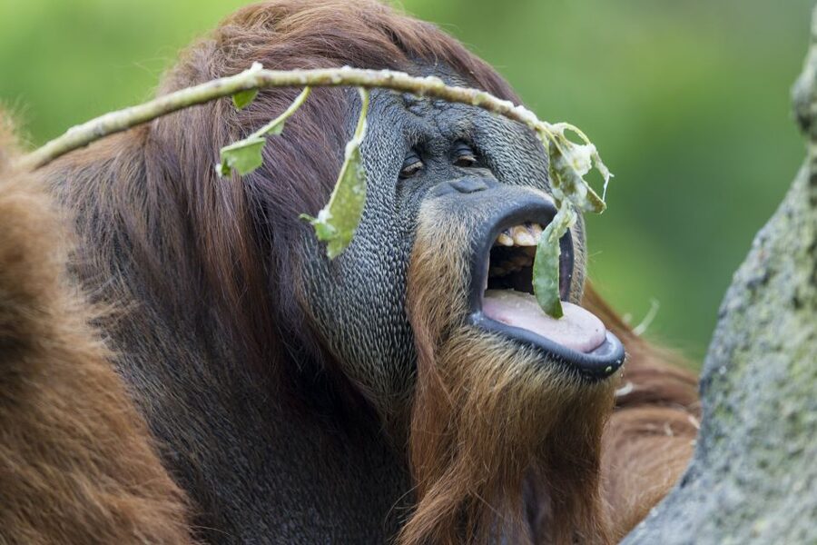 San Diego Zoo and Safari Park 2-Day Entry Ticket - How much time should you allow?