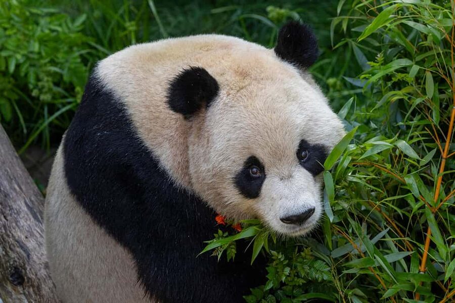 San Diego Zoo Safari Park 1-Day Ticket - Key points to know before you go