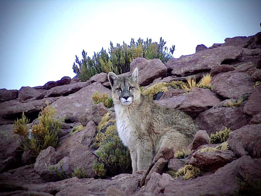 San Pedro de Atacama: Wildlife Safari and Photography Tour - Key points to know before booking
