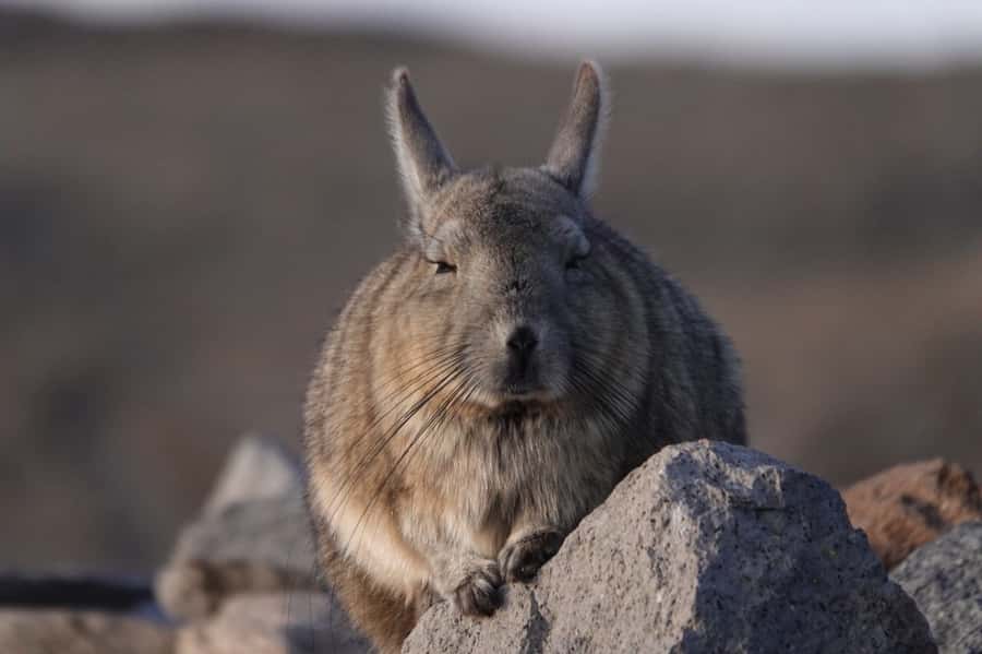 San Pedro de Atacama: Wildlife Safari and Photography Tour - Why this four-hour outing feels different