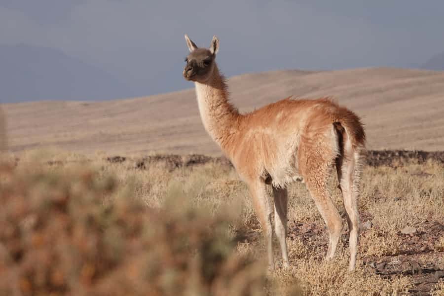 San Pedro de Atacama: Wildlife Safari and Photography Tour - A short walk through Machuca’s wetlands