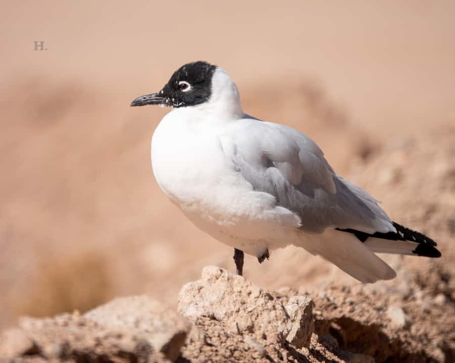 San Pedro de Atacama: Wildlife Safari and Photography Tour - Who should book this Atacama safari?