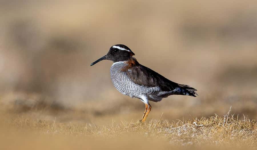 San Pedro de Atacama: Wildlife Safari and Photography Tour - Should you book it?