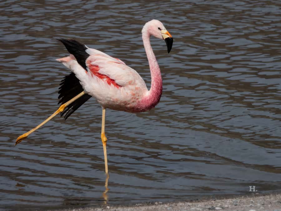 San Pedro de Atacama: Wildlife Safari and Photography Tour - From San Pedro to rocky Quirquincho Pass