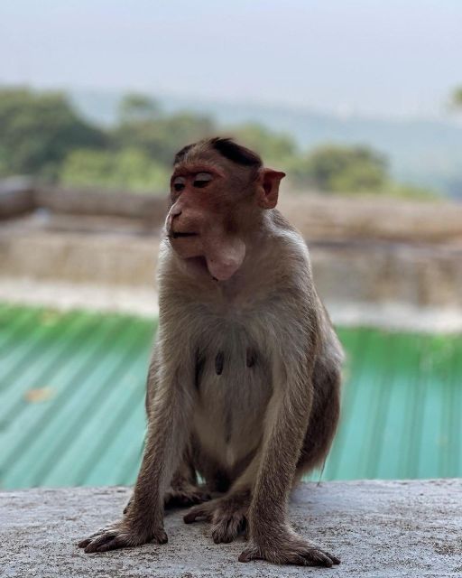 Sanjay Gandhi National Park + Kenheri Caves + Lion Safari - Key points to know before booking