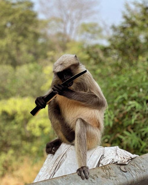 Sanjay Gandhi National Park + Kenheri Caves + Lion Safari - Why this park-and-caves trip works in Mumbai