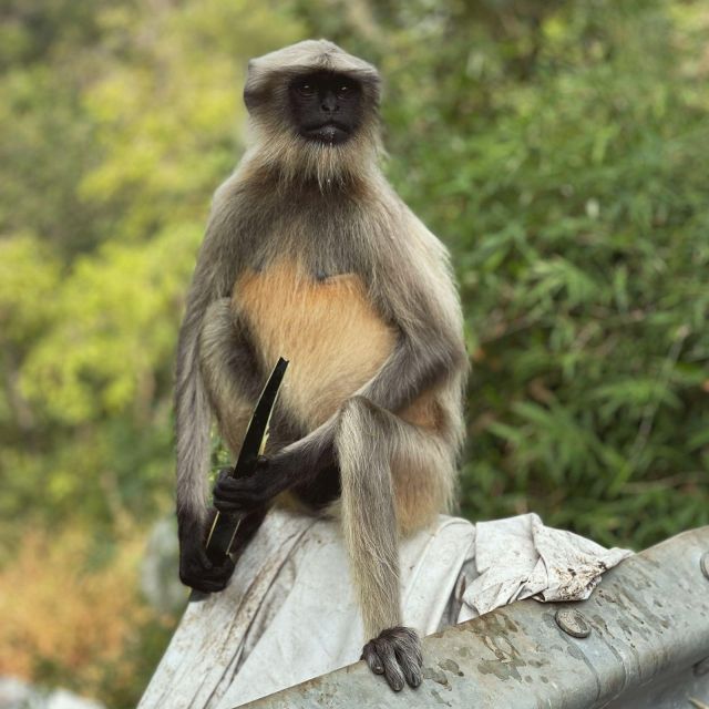 Sanjay Gandhi National Park + Kenheri Caves + Lion Safari - Timing, comfort, and practical trade-offs
