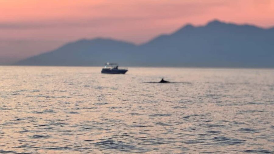 Sarandë Sea Safari: Speedboat to Hidden Coves & Wild Beaches - How good is the value at $33?