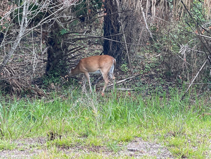Sarasota: Myakka State Park E-bike Safari Experience - Photos included after the ride