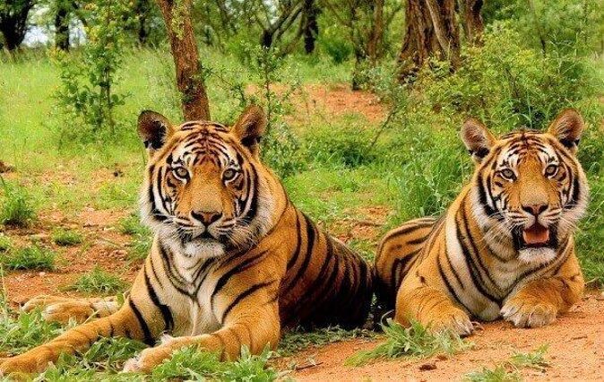 Sariska Tiger Reserve Assistance for Gypsy Private Safari Tickets - Key points to know before booking