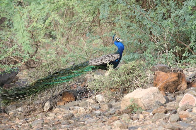 Sariska Tiger Reserve Assistance for Gypsy Private Safari Tickets - Inside the private Jeep for three hours