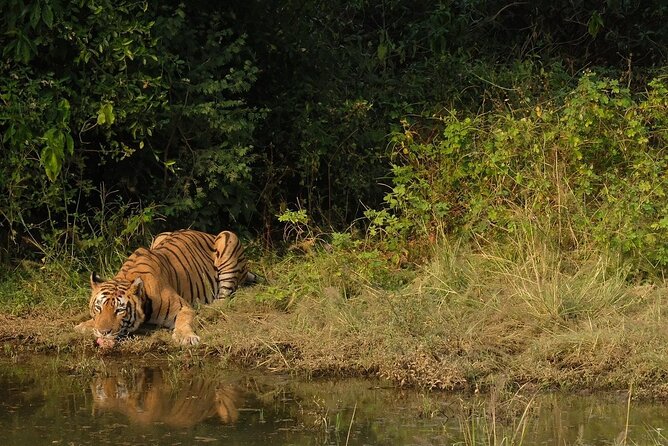 Sariska Tiger Reserve Assistance for Gypsy Private Safari Tickets - Wildlife you may actually see