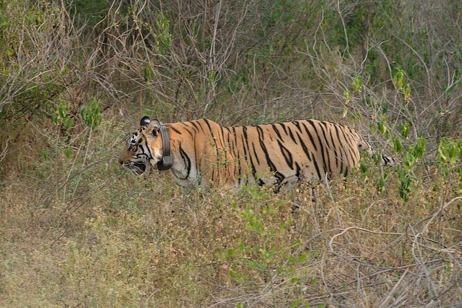 Sariska Tiger Reserve Assistance for Gypsy Private Safari Tickets - Is $113.48 per person good value?