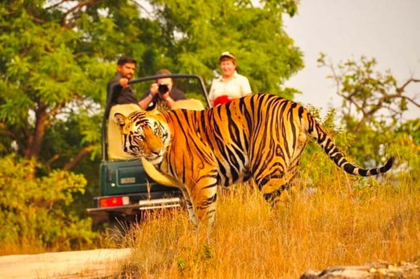 Sawai Madhopur: Ranthambore National Park Guided Jeep Safari - Key points to know before you book
