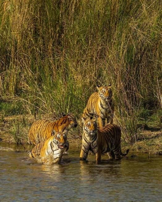 Sawai Madhopur: Ranthambore National Park Guided Jeep Safari - Who should book this safari