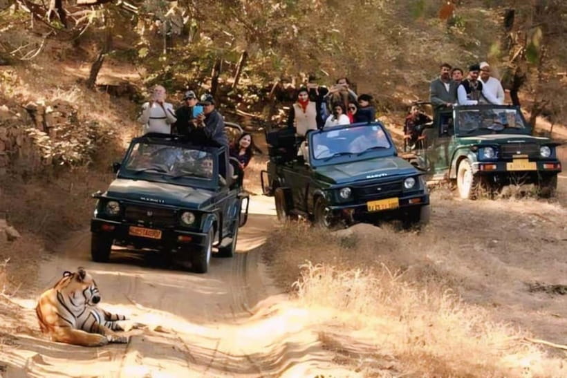 Sawai Madhopur: Ranthambore National Park Guided Jeep Safari - Searching the forest for a Bengal tiger