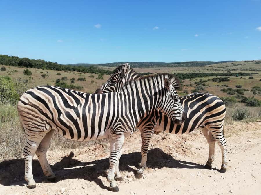 Schotia Private Game Reserve Safari - Schotia Safari at a glance
