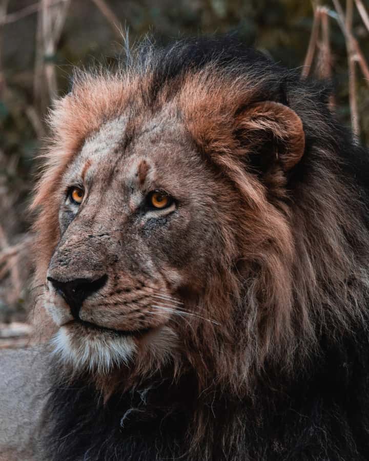 Schotia Private Game Reserve Safari - Savannah, forests, and the Zuurberg Mountains