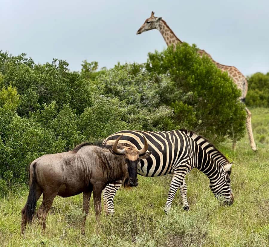 Schotia Private Game Reserve Safari - A guide-led search, not a fixed performance