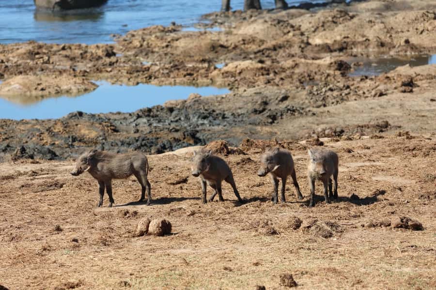 Schotia Private Game Reserve Safari - Who should book this safari?
