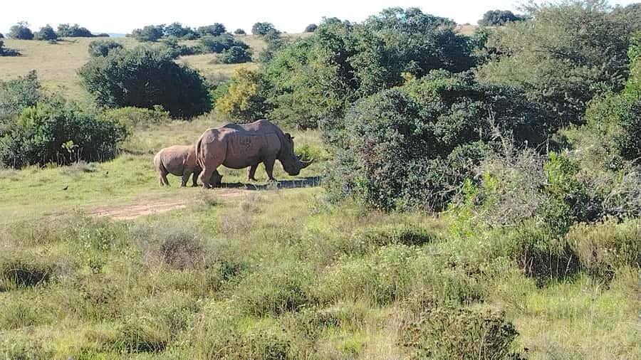 Schotia Private Game Reserve Safari - What to pack for the five-hour outing
