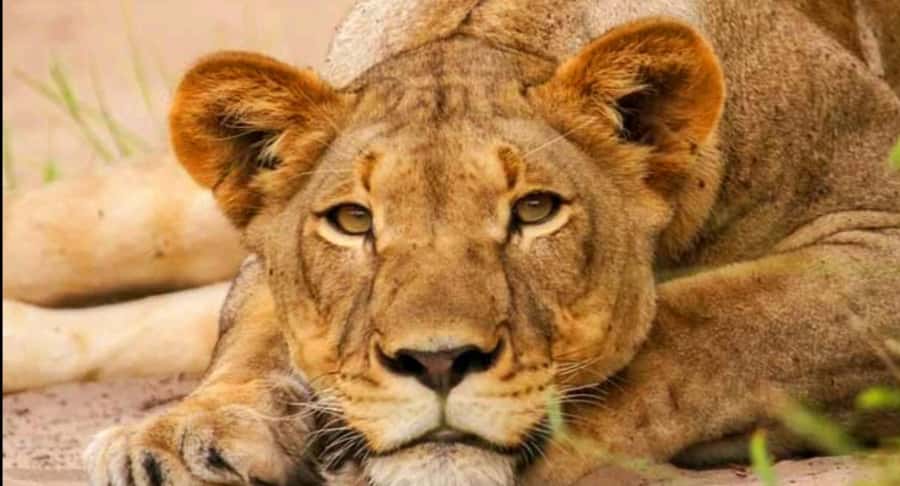 Schotia Safaris: Best Wildlife Encounters in Port Elizabeth - From Port Elizabeth to the African bush