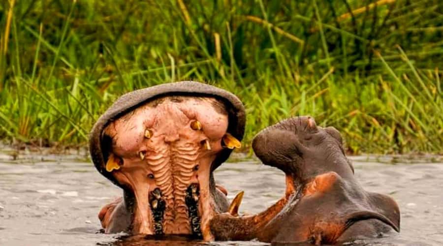 Schotia Safaris: Best Wildlife Encounters in Port Elizabeth - Wildlife viewing, from elephants to lions