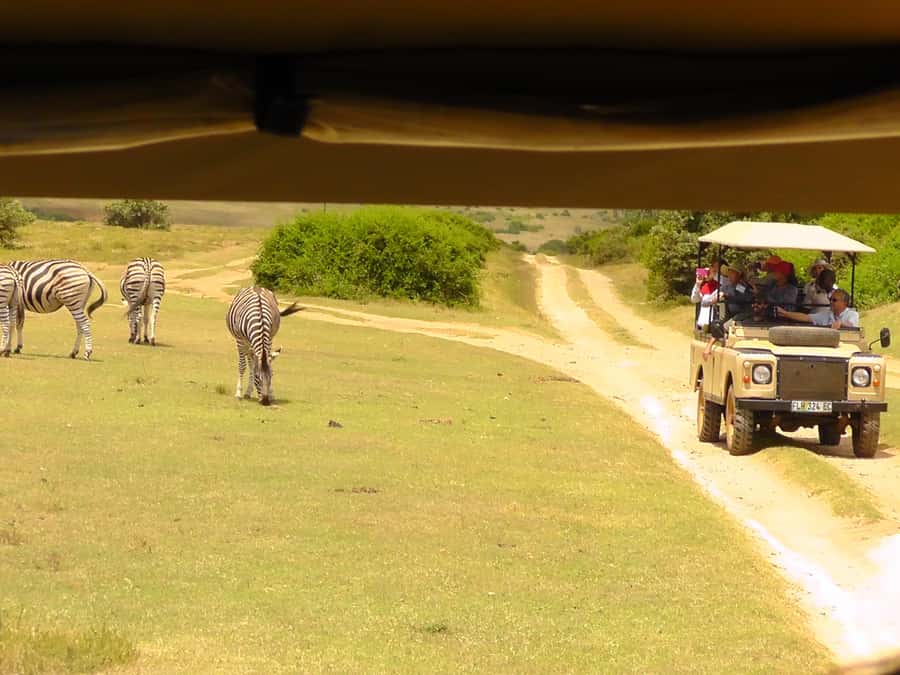 Schotia Safaris: Best Wildlife Encounters in Port Elizabeth - How the timing works for a port day