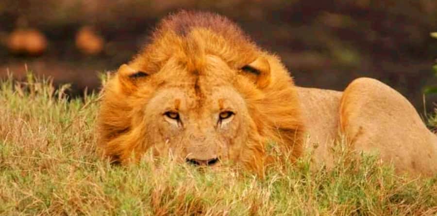 Schotia Safaris: Best Wildlife Encounters in Port Elizabeth - What the $227 price buys you