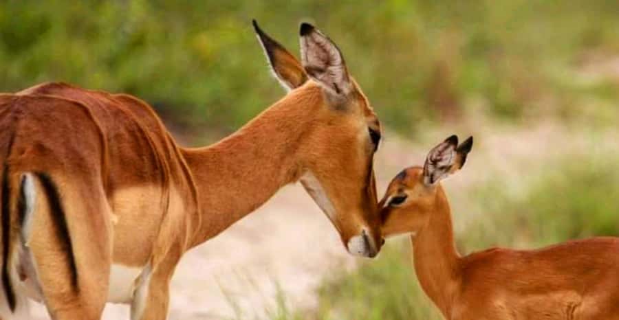 Schotia Safaris: Best Wildlife Encounters in Port Elizabeth - Who will enjoy this safari most