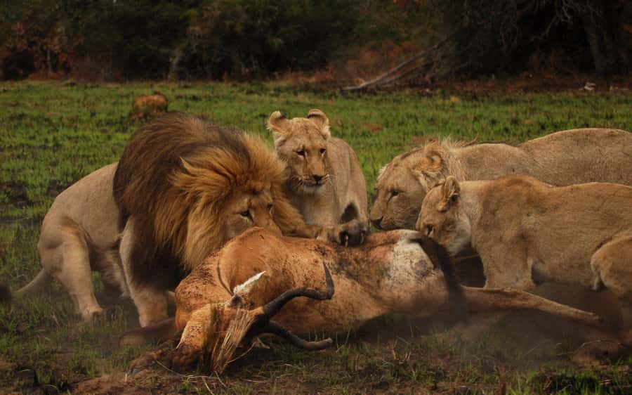 Schotia Safaris: Best Wildlife Encounters in Port Elizabeth - Practical advice before you book
