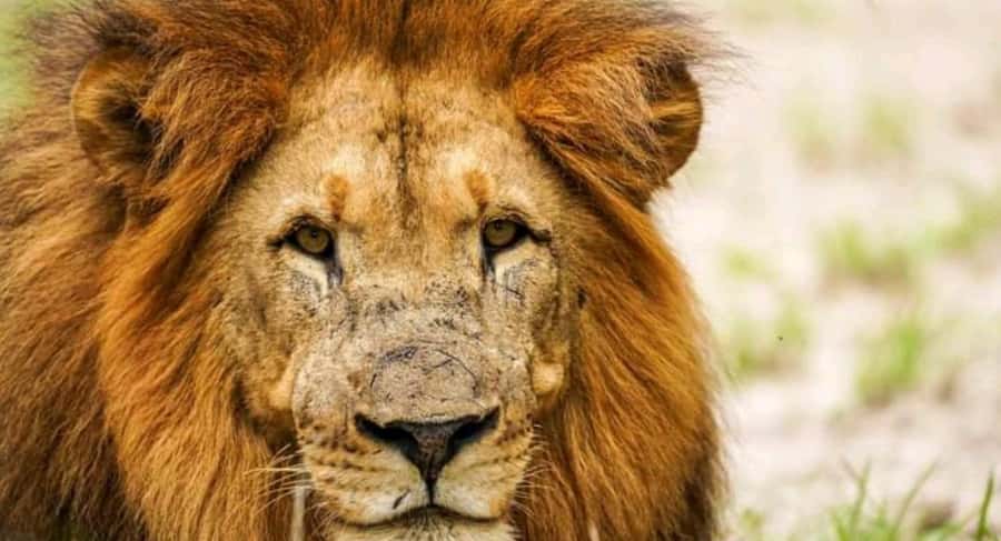 Schotia Safaris: Best Wildlife Encounters in Port Elizabeth - Should you book Schotia Safaris from Port Elizabeth?