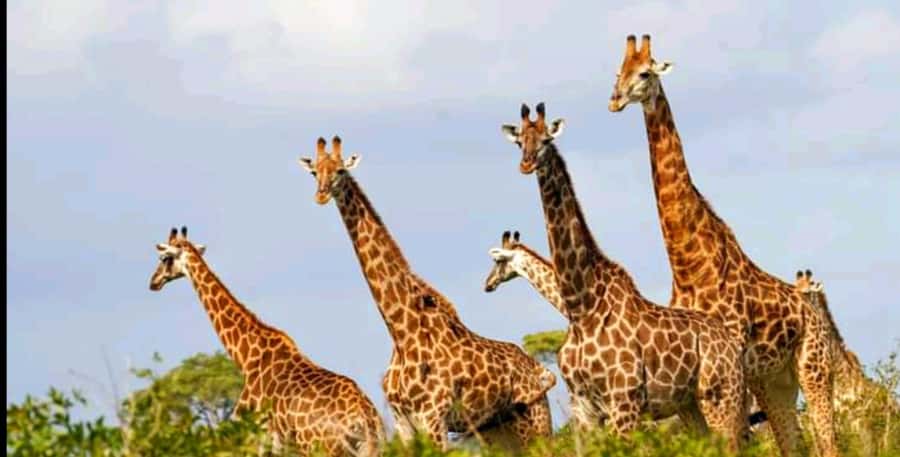 Schotia Safaris: Best Wildlife Encounters in Port Elizabeth - What the open 4x4 ride feels like