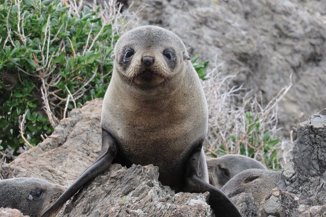 Seal Coast Safari - Exclusive access to Wellington's secret coast - Why Wellington’s secret coast is worth the ride