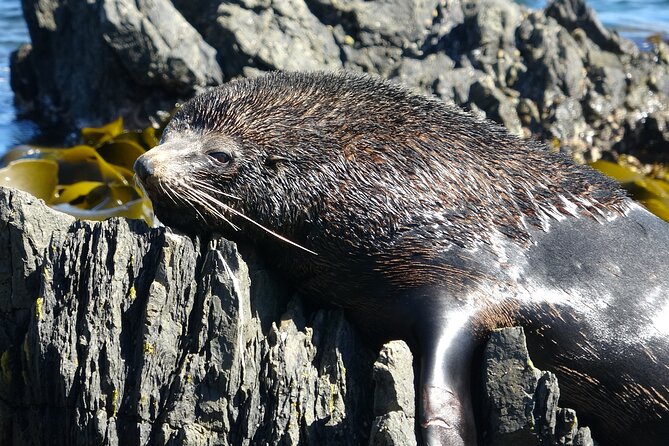 Seal Coast Safari - Exclusive access to Wellington's secret coast - Otari-Wilton’s Bush starts with native New Zealand