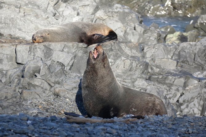 Seal Coast Safari - Exclusive access to Wellington's secret coast - What the guide adds to the day