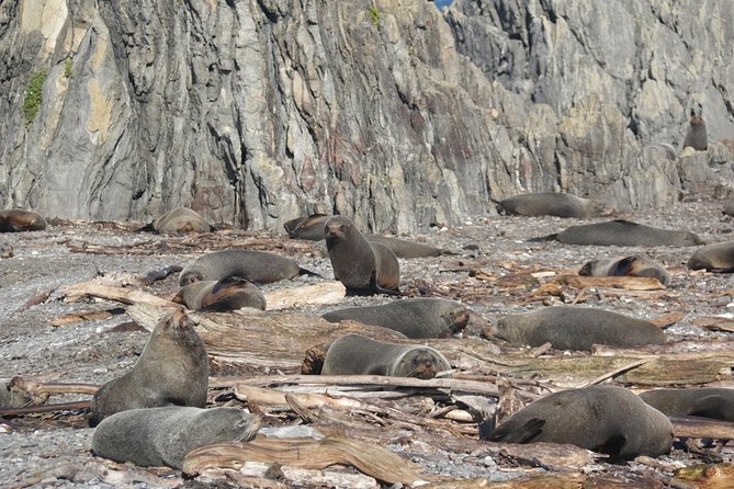 Seal Coast Safari - Exclusive access to Wellington's secret coast - How the price compares with a normal city tour