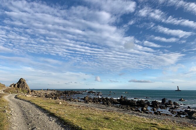Seal Coast Safari - Exclusive access to Wellington's secret coast - Should you book it?