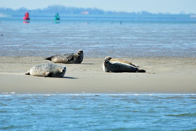 Seal Safari at UNESCO Site Waddensea from Amsterdam - Why the Wadden Sea makes a good day trip from Amsterdam