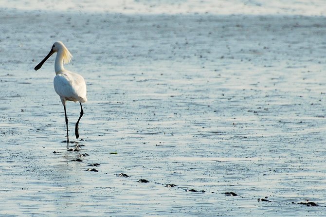 Seal Safari at UNESCO Site Waddensea from Amsterdam - Twisk and the old Dutch countryside