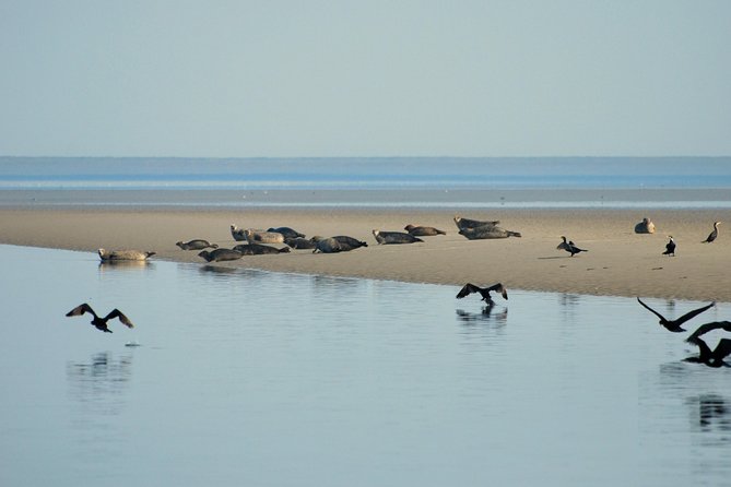 Seal Safari at UNESCO Site Waddensea from Amsterdam - What the price includes, and what it does not